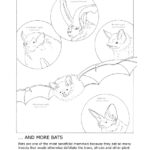 Bats2