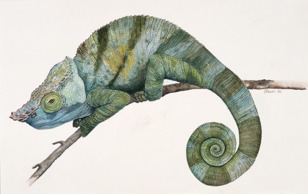 Chameleon