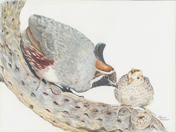 Quail