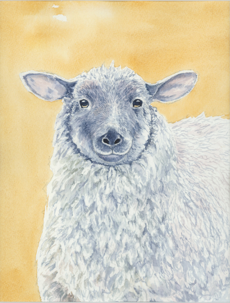 Sheep