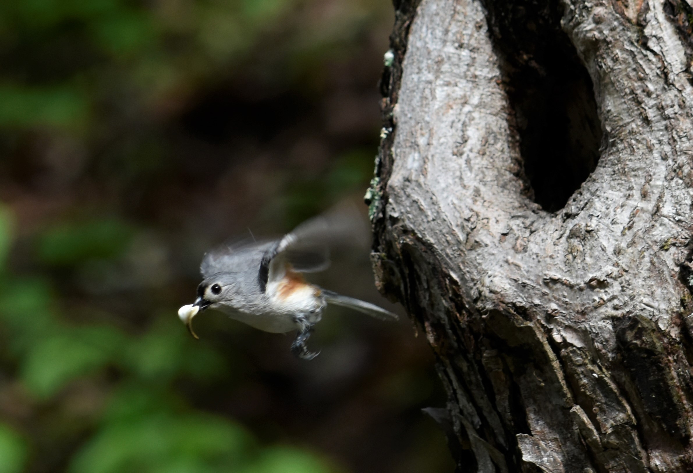 titmouse